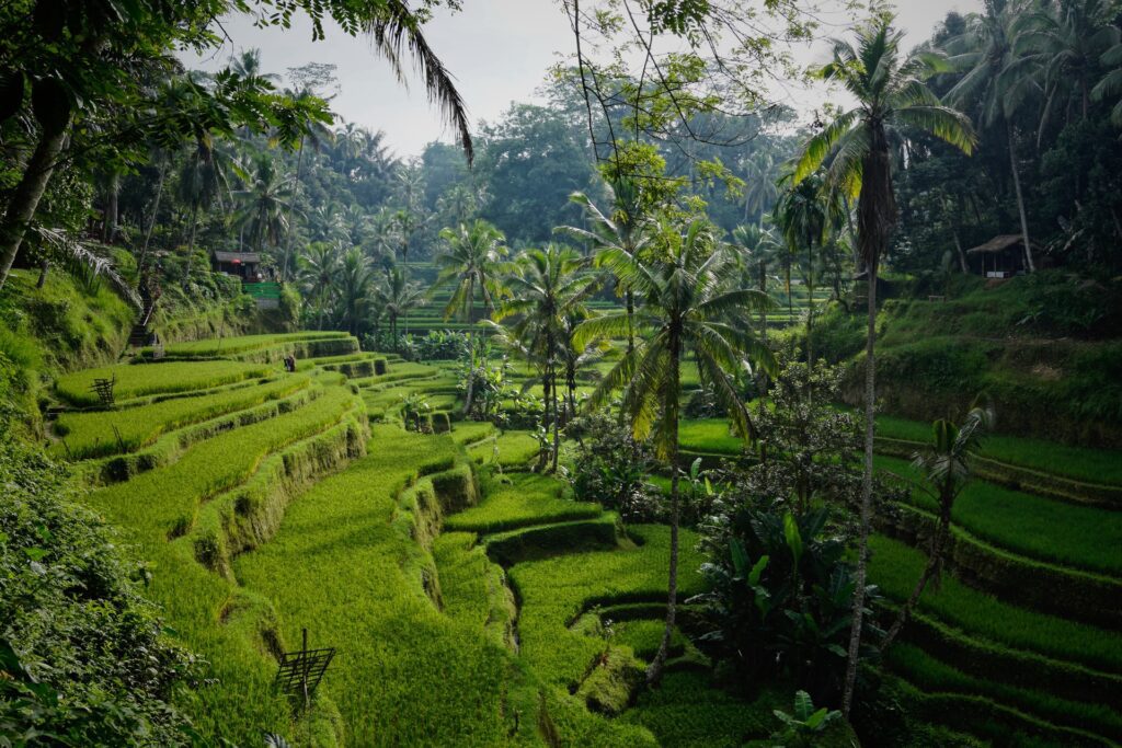 Green rice terrace